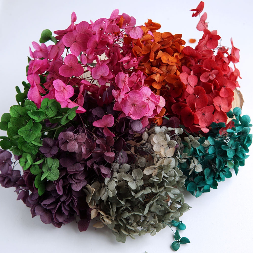 Wedding Supply In Bulk - Gedroogde, gekleurde hortensia's, gedroogde bloemen, bruids